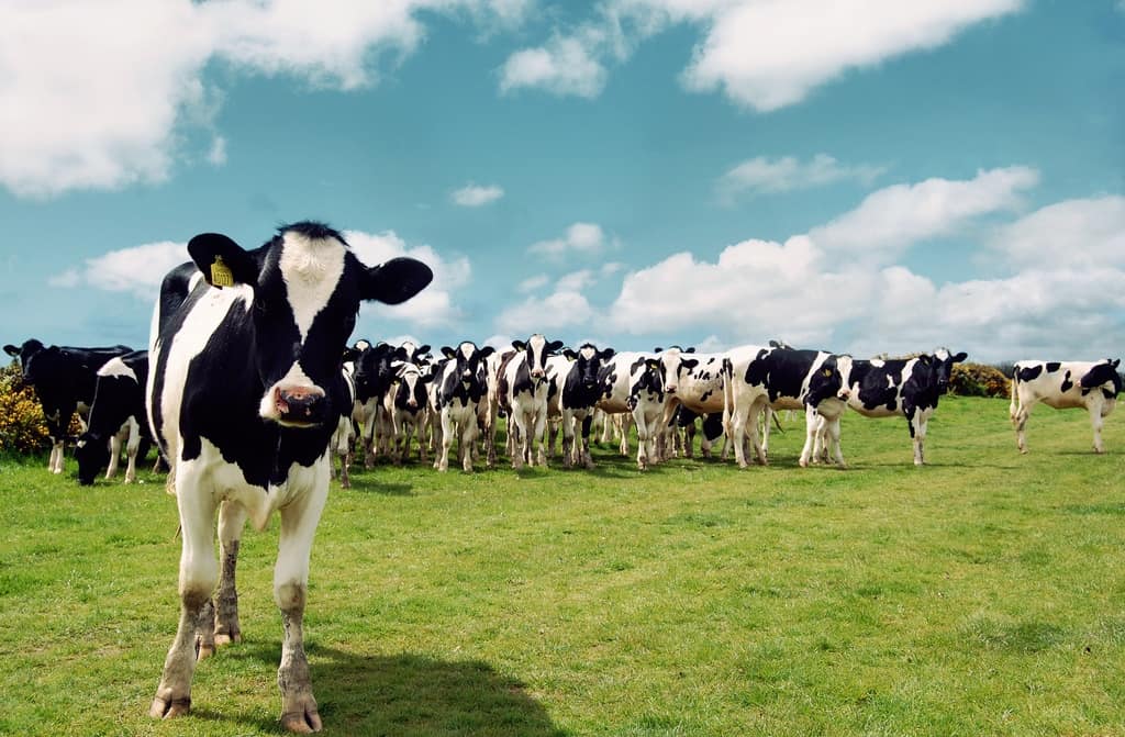 grass fed cows