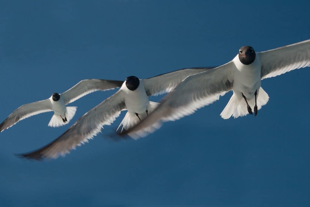 Birds - Teamwork