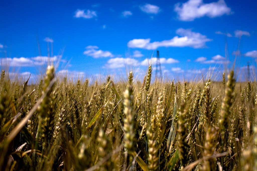 Gluten
