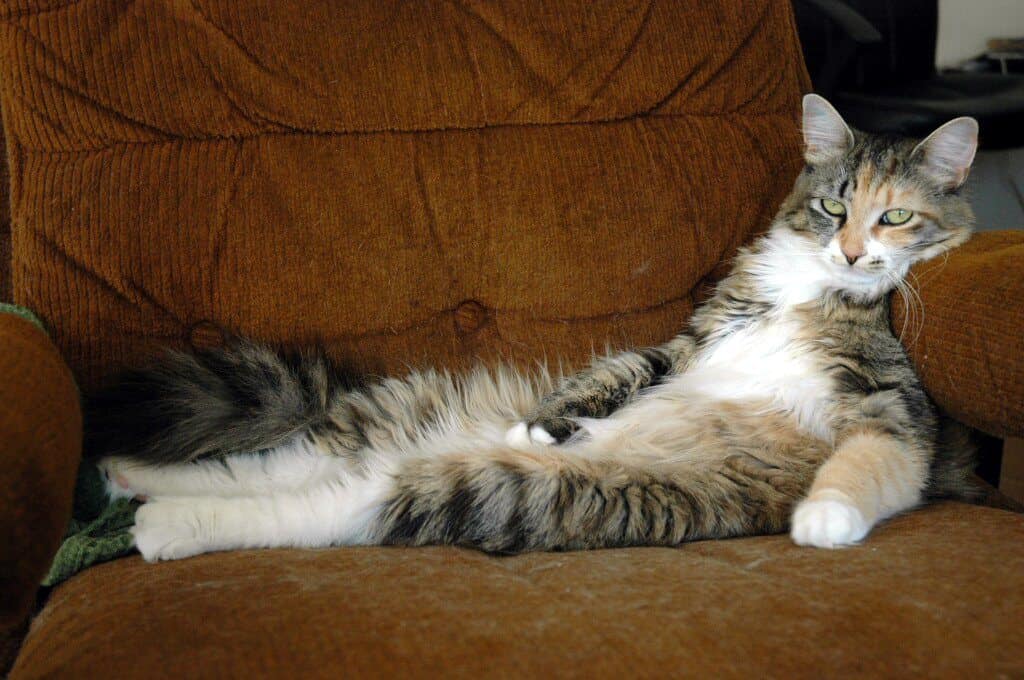 Couch potato cat