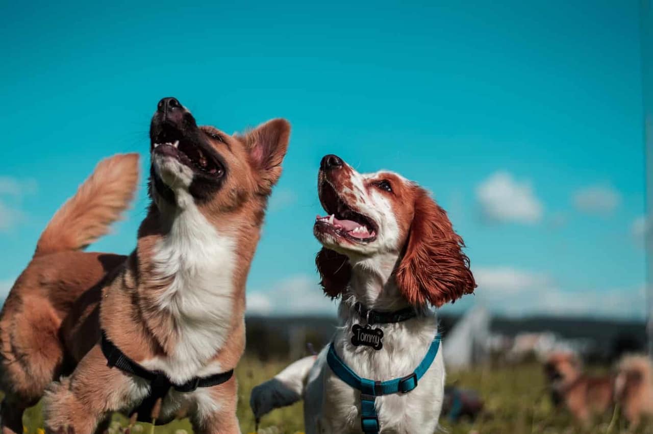 10 Reasons Why Dogs Are Man's Best Friend