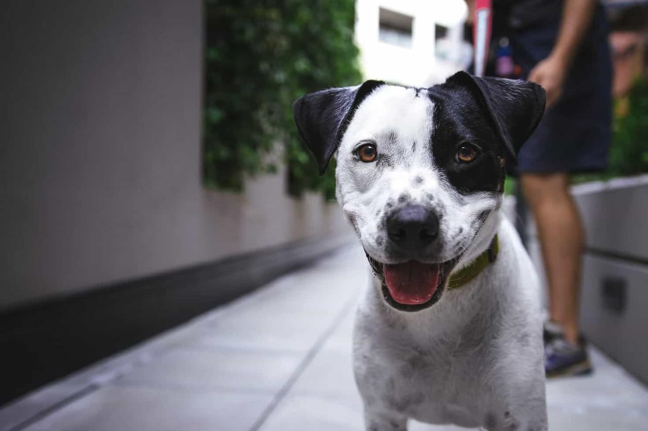dog care hacks