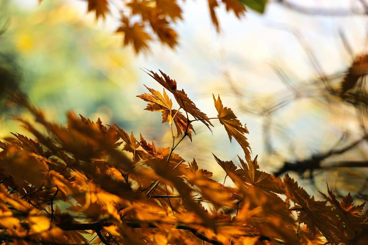 Stay Productive in Autumn and The Rest of the Year