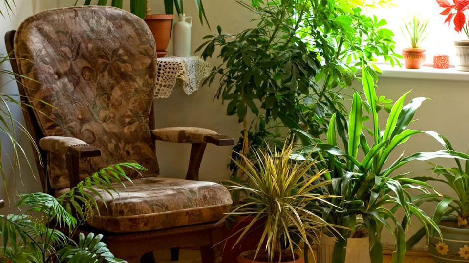 Repel Indoor Plant Pests