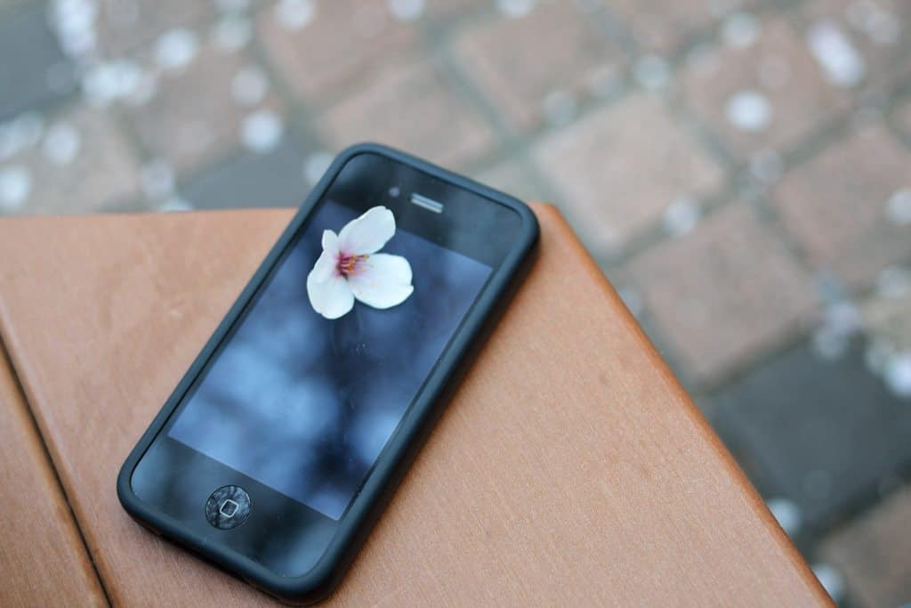 iPhone with sakura