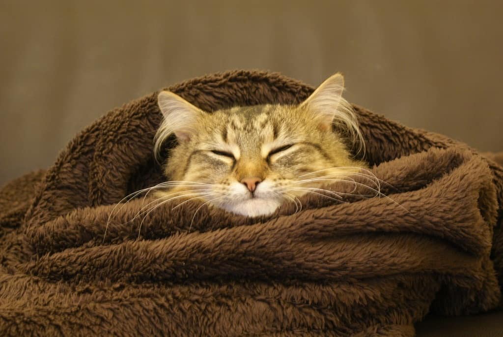 Cosy cat
