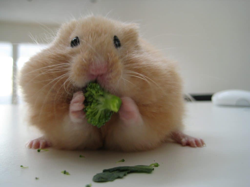 broccoli