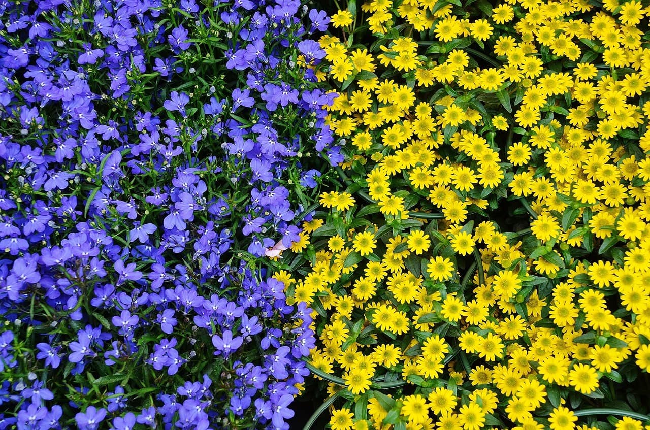 plants