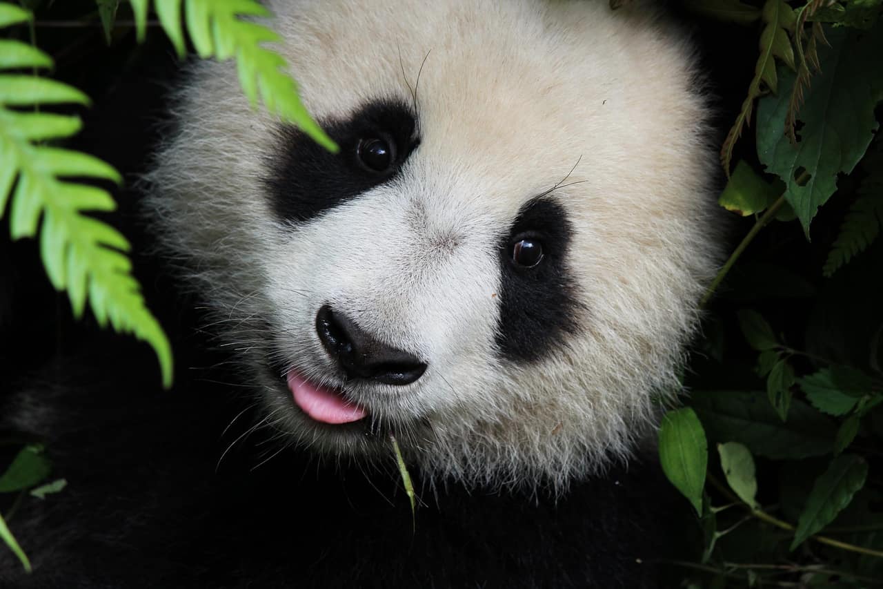 cute animal videos