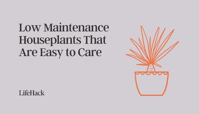 low maintenance houseplants