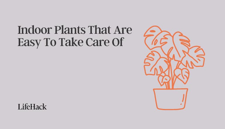 easy indoor plants