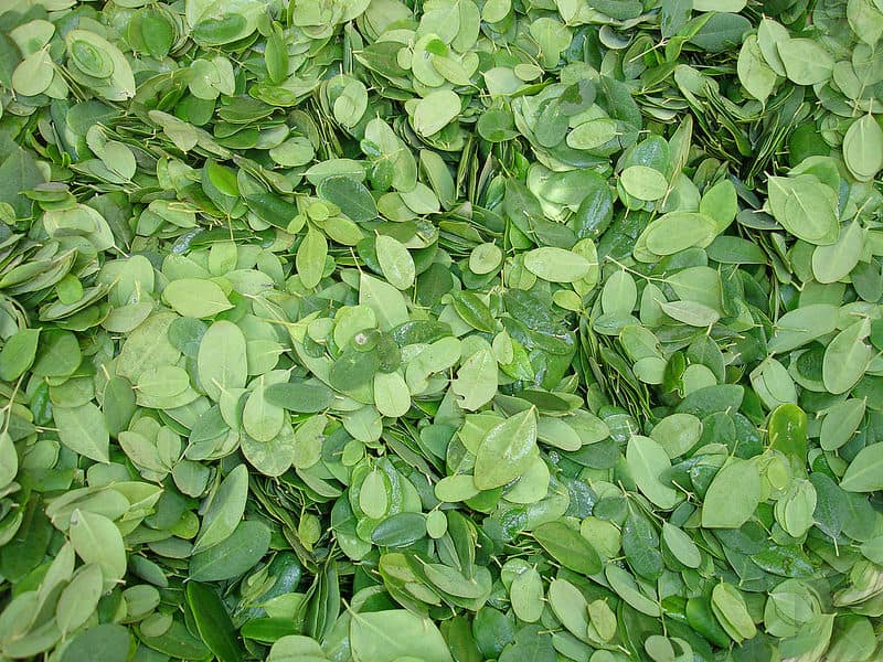 10 Healthy Reasons you Should Be Eating Moringa Leaves