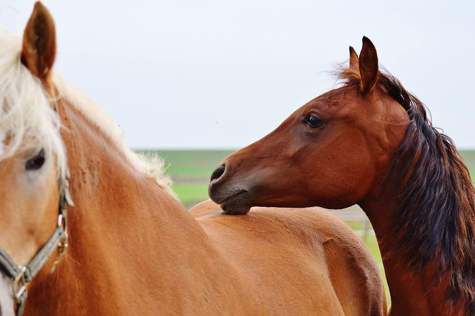 12 Career Options for those Interested in Working with Horses