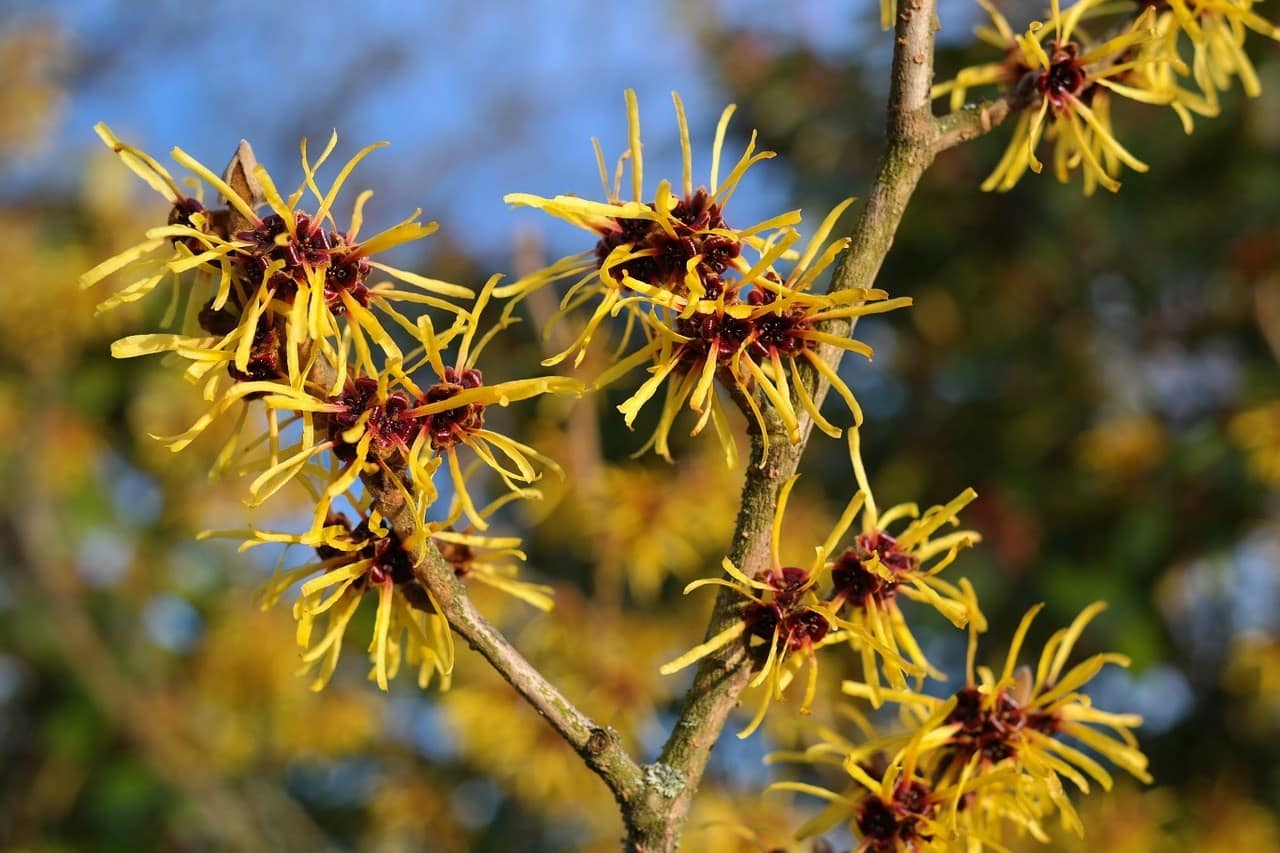 Witch Hazel Shrub