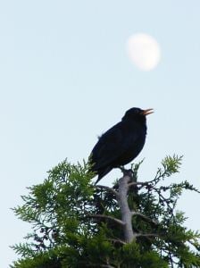 relieve stress with singing blackbird