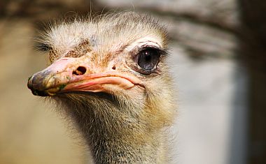 20090616-ostrich