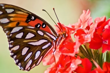 Butterflies in the Mind: Taking the Long View