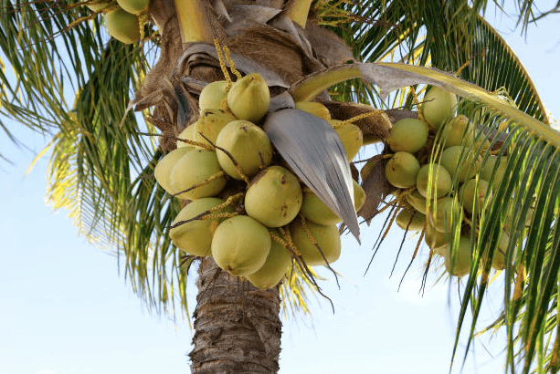 5 Tropical Fruits That Can Change Your Life
