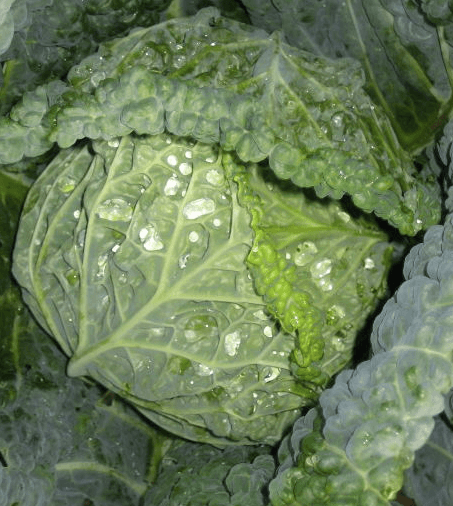 5 Painless Ways to Eat More Green Leafy Vegetables