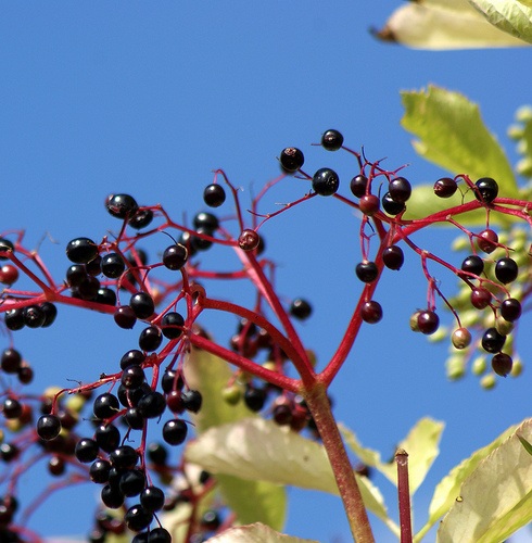 Cold Season Immunity Booster: Elderberry