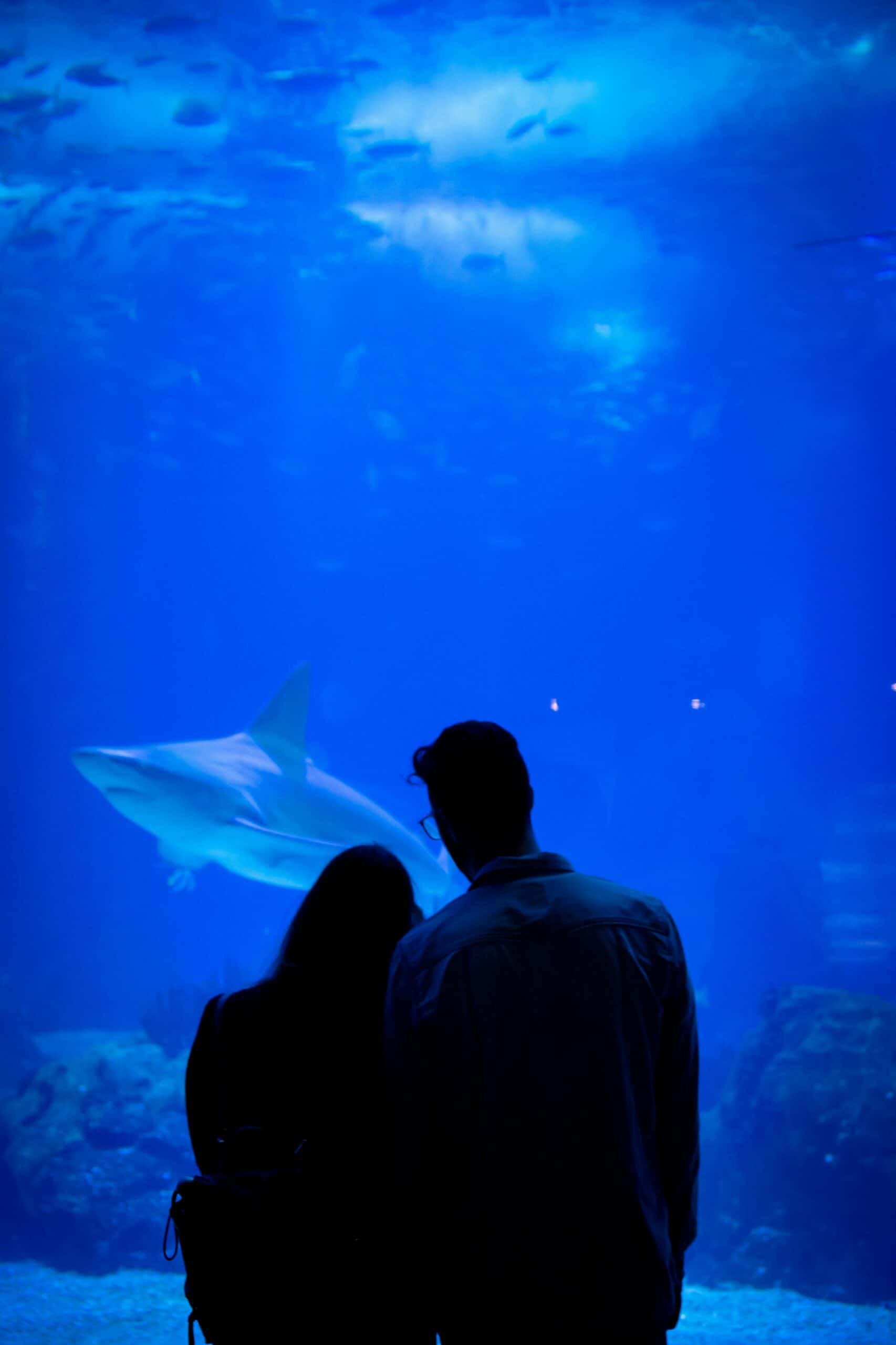 couple watching a big aquarium