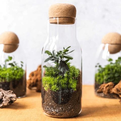 mini terrarium garden in jar