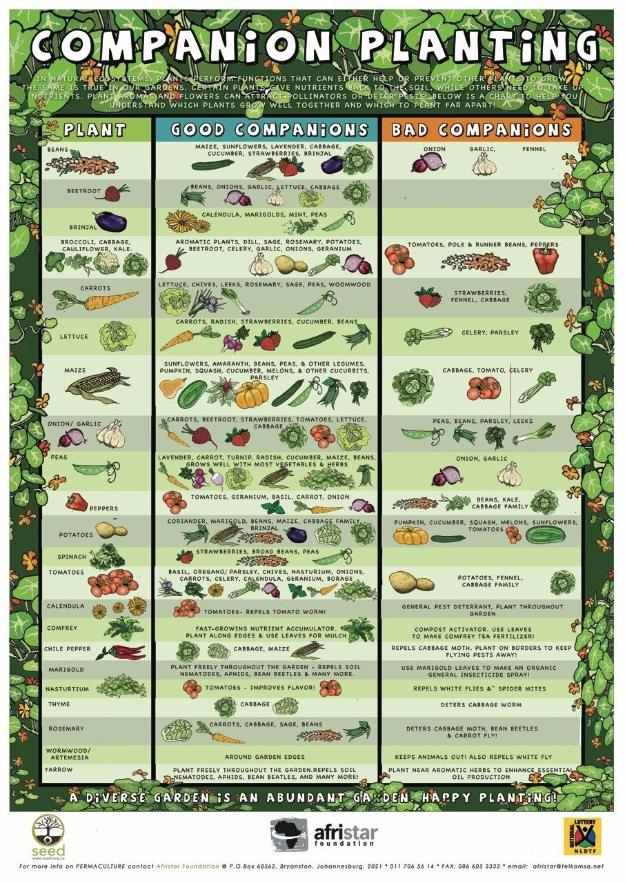 companion planting infographic