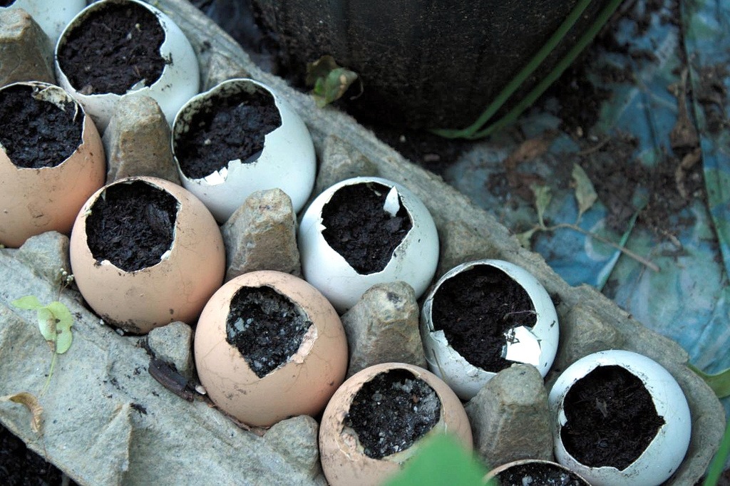 Egg shell planters