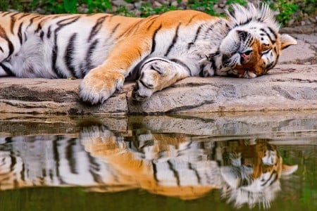 Sleeping Tiger Jigsaw - Relaxing Game to play online