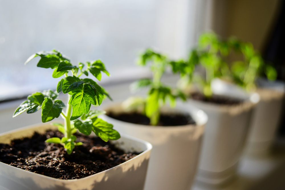The Beginners Guide to Transplanting Plants