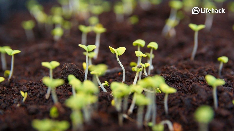 10 Common Mistakes New Growers Make Herb Gardens