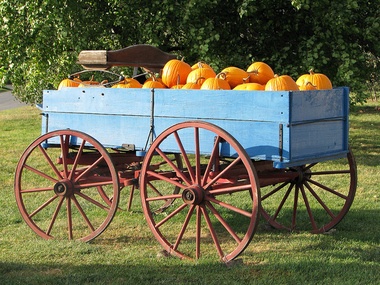 blue wheelbarrow filled with pumpkins