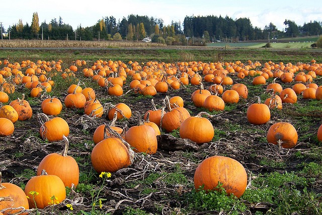 8 Uses for Pumpkins You Need to Know