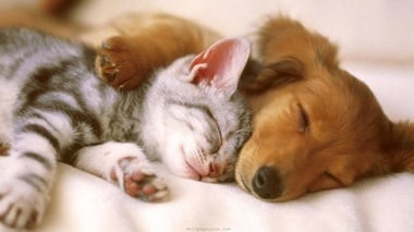 sleep-tight-cuddling-friends-kitten-puppy-sleeping