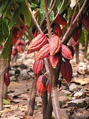 Image representing source of cacao nibs an aphrodisiac