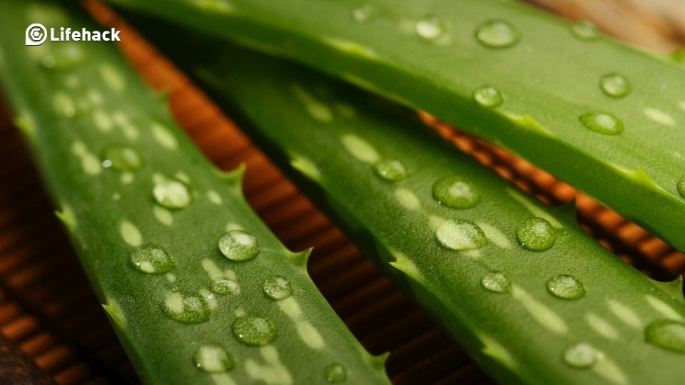 10 Benefits Of Aloe Vera You Didn’t Know