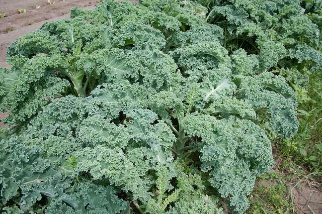 11 Benefits Of Kale You Need To Know About