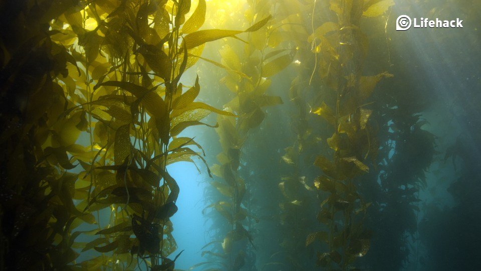 8 Reasons You Should Be Talking About Seaweed