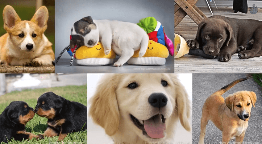 How Your Dog can Protect You before You’re Born