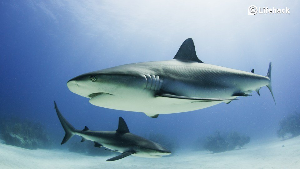 Shark-free beaches now in Australia