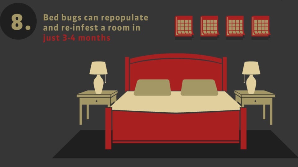 Surprising Bed Bug Facts and Common Myths Debunked