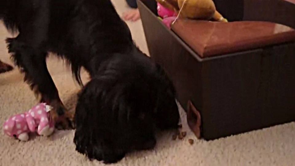Train Your Dog to Clean Up After Itself With This Clever Toy Box