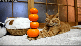 Zen Cat