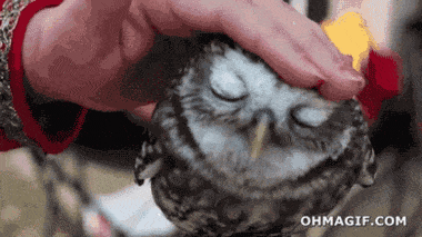 Owl pat