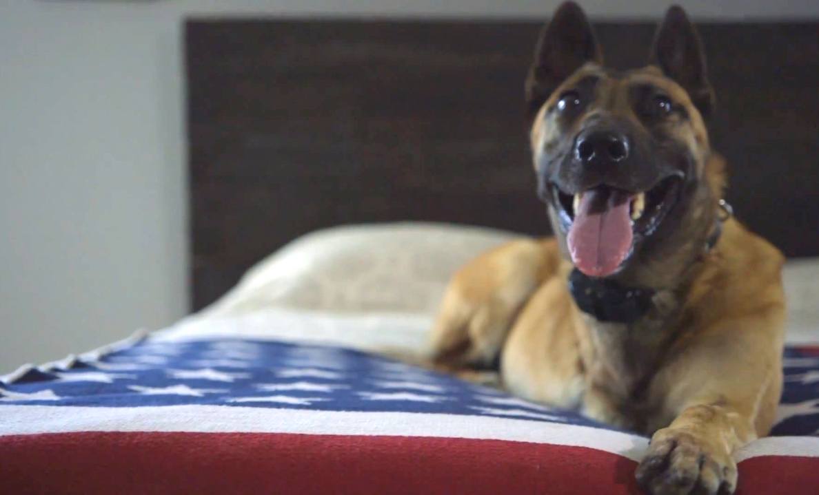Layka: The War Dog Who Saved A Soldiers Life