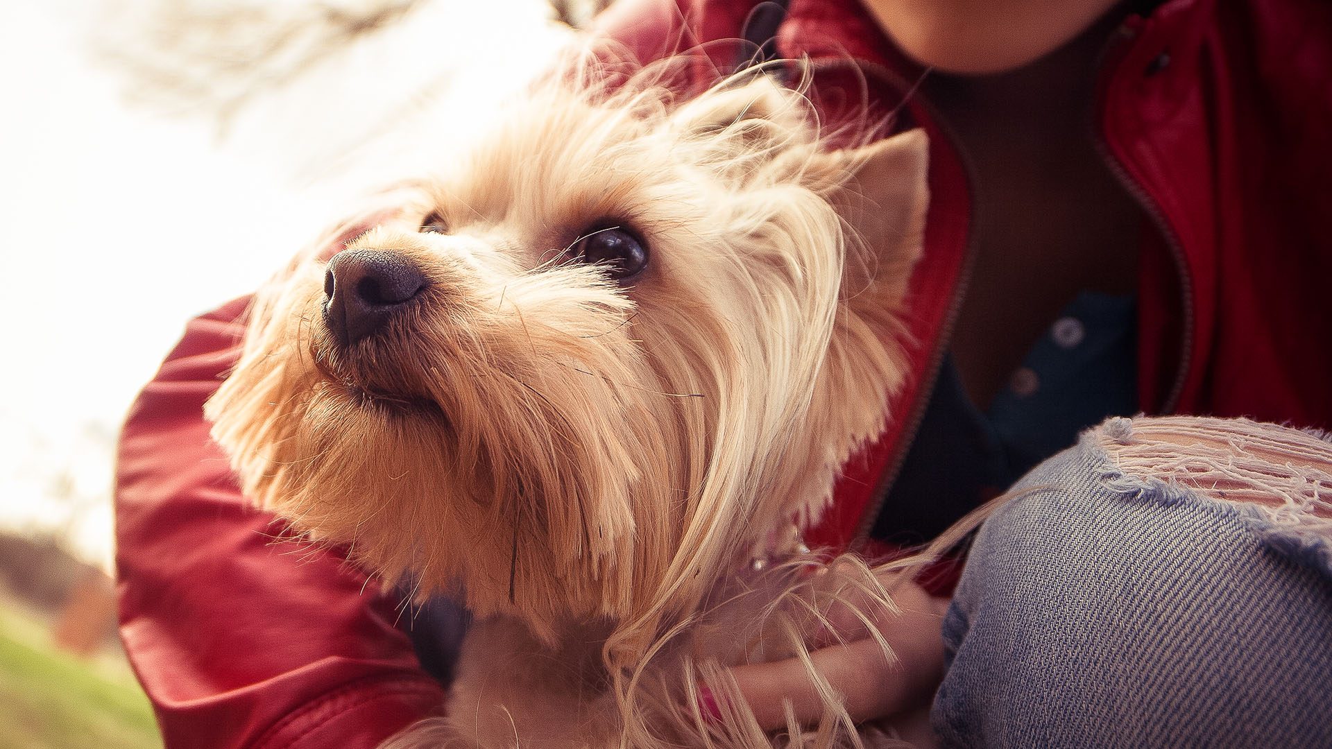 6 Unexpected Ways Your Dog Can Help You Save Money
