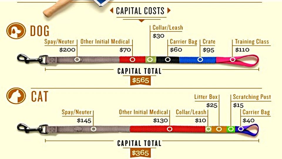 Can’t decide on a dog or cat? Check out the cost of owning both.