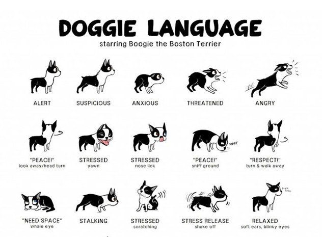 Pet-Speak : Understanding Doggie Language