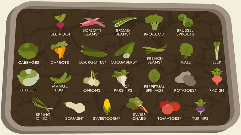 Become a vegetable growing pro in no time with this handy cheat sheet.