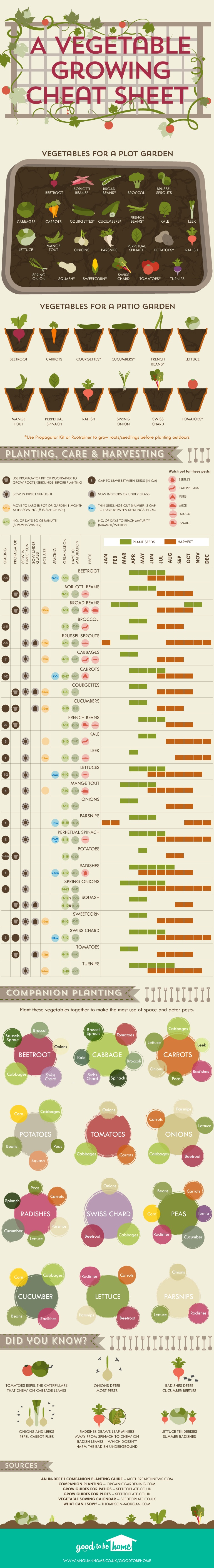 A Vegetable Growing Cheat Sheet - infographic